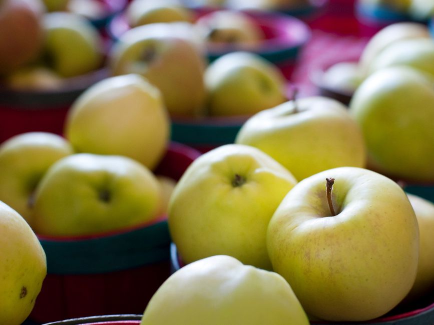 Quelle variété de pommes choisir pour une tarte réussie